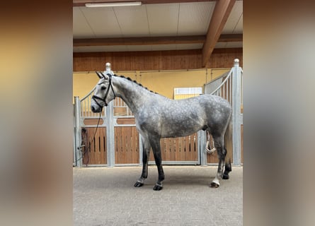 Holsteiner, Wallach, 4 Jahre, 170 cm, Schimmel