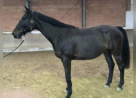 Holsteiner, Wallach, 4 Jahre, 170 cm, Schwarzbrauner