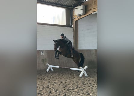 Holsteiner, Wallach, 4 Jahre, 171 cm, Brauner