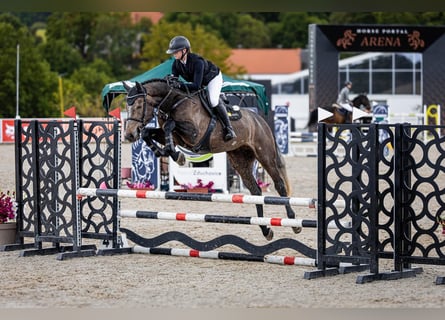 Holsteiner, Wallach, 4 Jahre, 172 cm