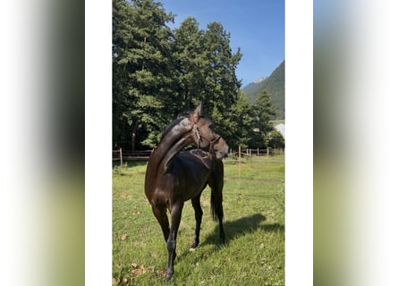 Holsteiner, Wallach, 4 Jahre, 174 cm, Schwarzbrauner