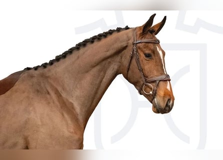 Holsteiner, Wallach, 4 Jahre, Brauner