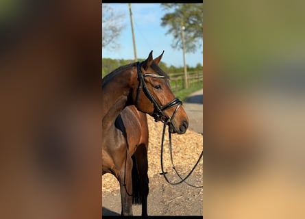 Holsteiner, Wallach, 4 Jahre