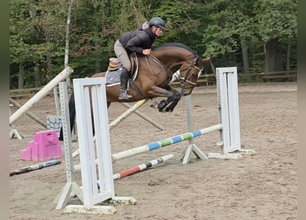 Holsteiner, Wallach, 5 Jahre, 162 cm, Dunkelbrauner