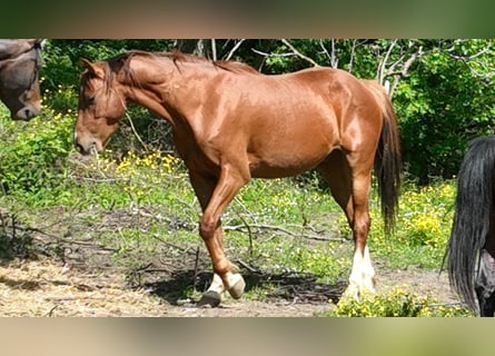 Holsteiner Mix, Wallach, 5 Jahre, 163 cm, Rotbrauner