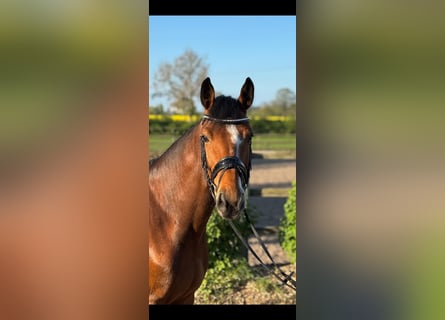 Holsteiner, Wallach, 5 Jahre, 163 cm