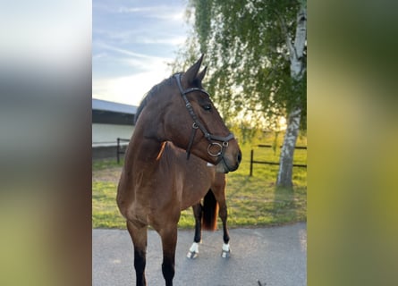 Holsteiner, Wallach, 5 Jahre, 165 cm, Dunkelbrauner