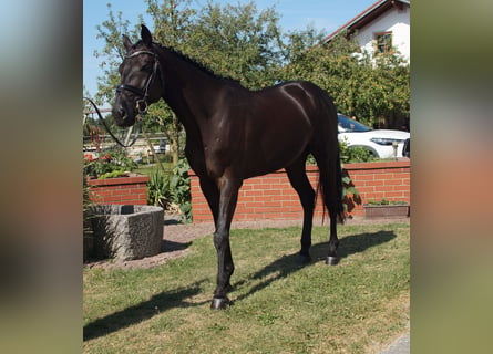 Holsteiner, Wallach, 5 Jahre, 165 cm, Rappe