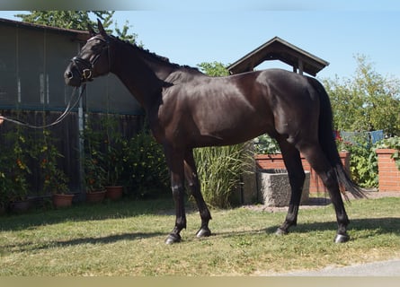 Holsteiner, Wallach, 5 Jahre, 165 cm, Rappe
