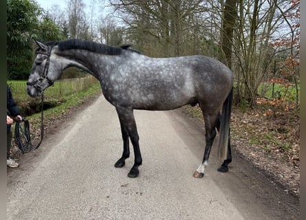 Holsteiner, Wallach, 5 Jahre, 165 cm, Schimmel