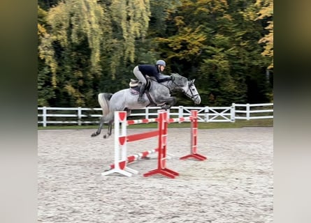 Holsteiner, Wallach, 5 Jahre, 166 cm, Schimmel