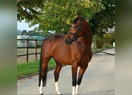 Holsteiner, Wallach, 5 Jahre, 167 cm, Brauner