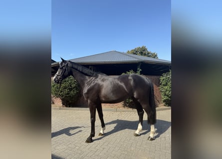 Holsteiner, Wallach, 5 Jahre, 167 cm, Rappe