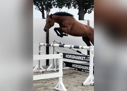 Holsteiner, Wallach, 5 Jahre, 167 cm, Rotbrauner