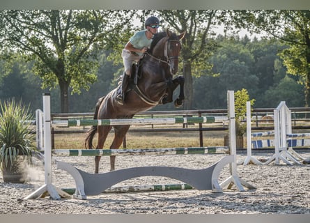 Holsteiner, Wallach, 5 Jahre, 168 cm, Brauner