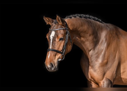 Holsteiner, Wallach, 5 Jahre, 168 cm, Brauner