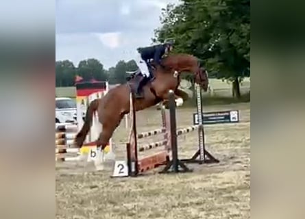 Holsteiner, Wallach, 5 Jahre, 168 cm, Fuchs
