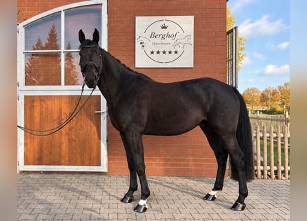 Holsteiner, Wallach, 5 Jahre, 168 cm, Rappe
