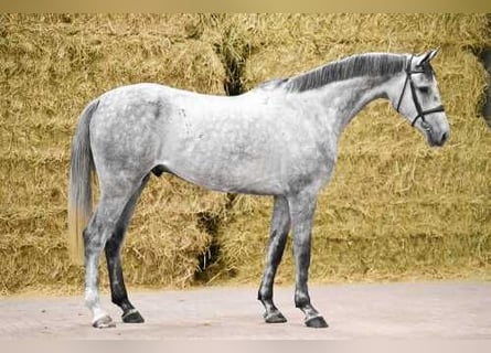 Holsteiner, Wallach, 5 Jahre, 168 cm, Schimmel