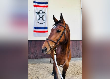 Holsteiner, Wallach, 5 Jahre, 169 cm, Brauner