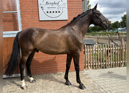 Holsteiner, Wallach, 5 Jahre, 169 cm, Dunkelbrauner