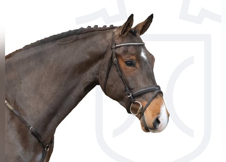 Holsteiner, Wallach, 5 Jahre, 170 cm, Brauner