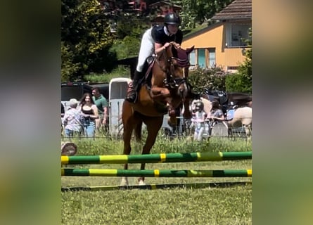 Holsteiner, Wallach, 5 Jahre, 170 cm, Dunkelbrauner