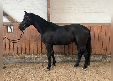 Holsteiner, Wallach, 5 Jahre, 170 cm, Rappe