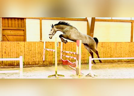 Holsteiner, Wallach, 5 Jahre, 170 cm, Schimmel