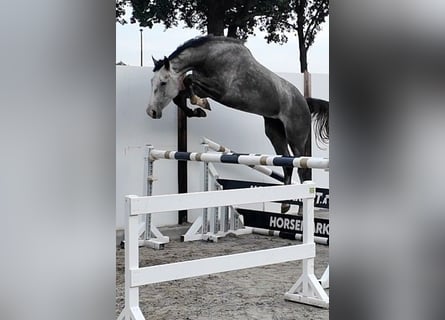 Holsteiner, Wallach, 5 Jahre, 170 cm, Schimmel