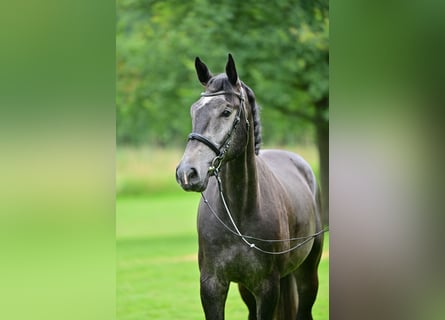 Holsteiner, Wallach, 5 Jahre, 171 cm, Schimmel