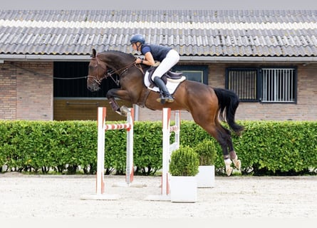 Holsteiner, Wallach, 5 Jahre, 172 cm, Brauner
