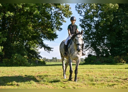 Holsteiner, Wallach, 5 Jahre, 172 cm, Schimmel