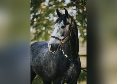 Holsteiner, Wallach, 5 Jahre, 174 cm, Blauschimmel