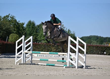 Holsteiner, Wallach, 5 Jahre, 174 cm, Schimmel