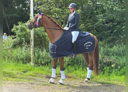 Holsteiner, Wallach, 5 Jahre, 175 cm, Fuchs