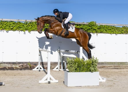 Holsteiner, Wallach, 5 Jahre, 176 cm, Brauner