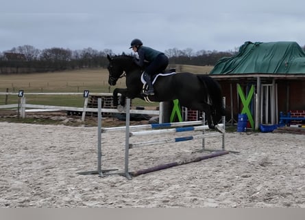 Holsteiner, Wallach, 6 Jahre, 163 cm, Rappe