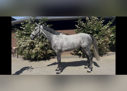 Holsteiner, Wallach, 6 Jahre, 164 cm, Schimmel