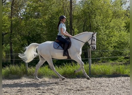 Holsteiner, Wallach, 6 Jahre, 165 cm, Schimmel