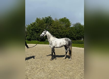 Holsteiner, Wallach, 6 Jahre, 166 cm, Schimmel