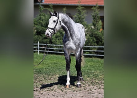 Holsteiner, Wallach, 6 Jahre, 167 cm, Schimmel