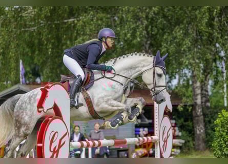 Holsteiner, Wallach, 6 Jahre, 168 cm, Schimmel