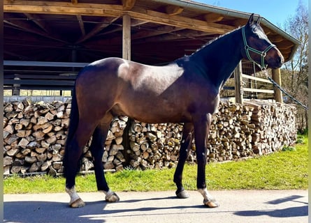 Holsteiner, Wallach, 6 Jahre, 168 cm, Schwarzbrauner