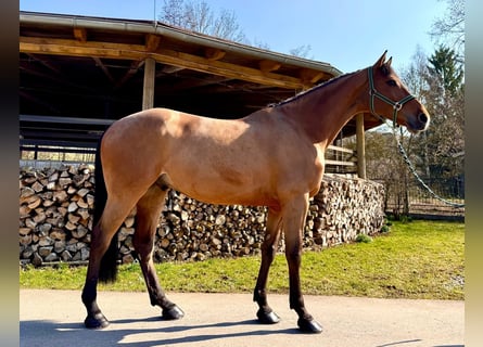 Holsteiner, Wallach, 6 Jahre, 170 cm, Brauner
