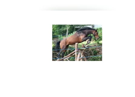 Holsteiner, Wallach, 6 Jahre, 170 cm, Dunkelbrauner