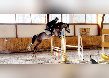 Holsteiner, Wallach, 6 Jahre, 170 cm, Schimmel