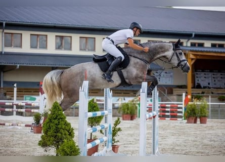 Holsteiner, Wallach, 6 Jahre, 170 cm, Schimmel