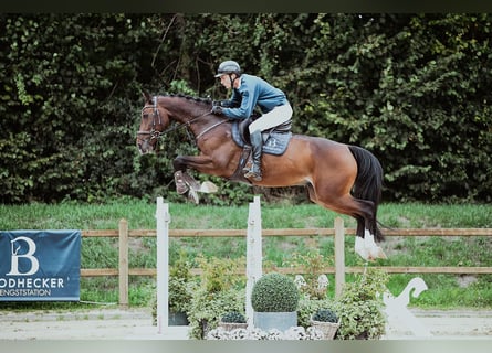 Holsteiner, Wallach, 6 Jahre, 172 cm, Brauner