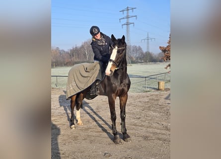 Holsteiner, Wallach, 6 Jahre, 172 cm, Dunkelbrauner